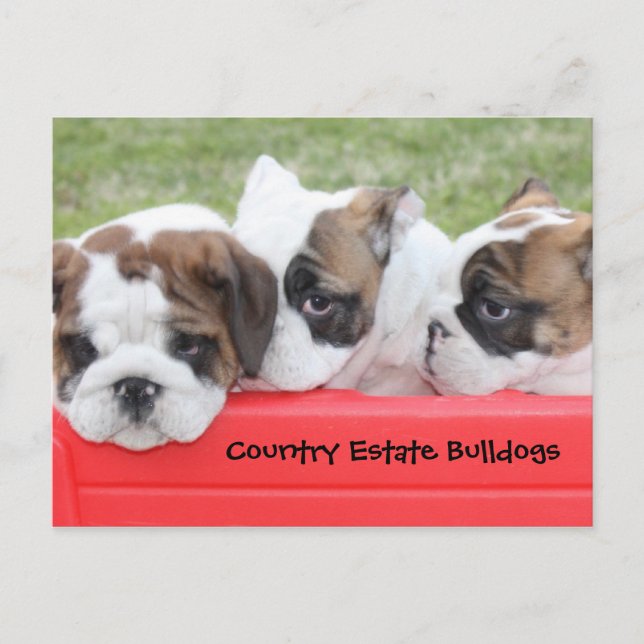 Country Anwesen Bulldogs Welpenwagen Postkarte (Vorderseite)