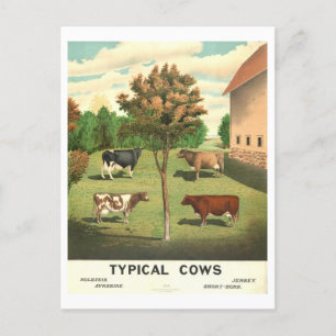 Country Life "Typische Kühe" Vintage Lithographie Postkarte