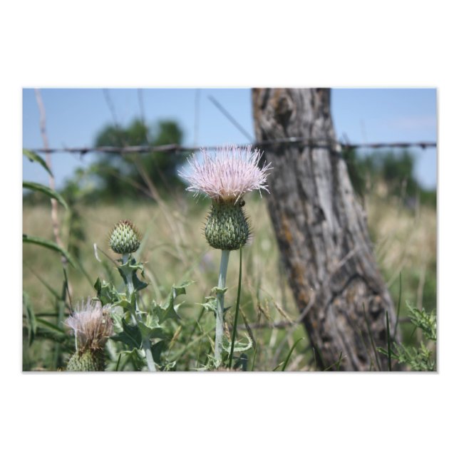 Country Thistle Fotodruck (Vorne)