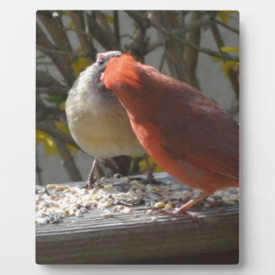 Courtin Kardinals Fotoplatte