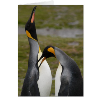 Courting King Penguins
