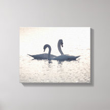 Courting Swans Nature Foto