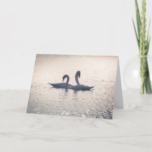 Courting Swans Nature Photo Karte