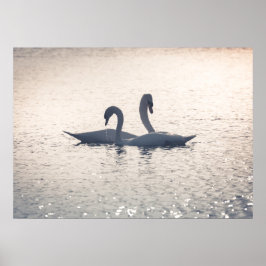 Courting Swans Nature Photo Poster