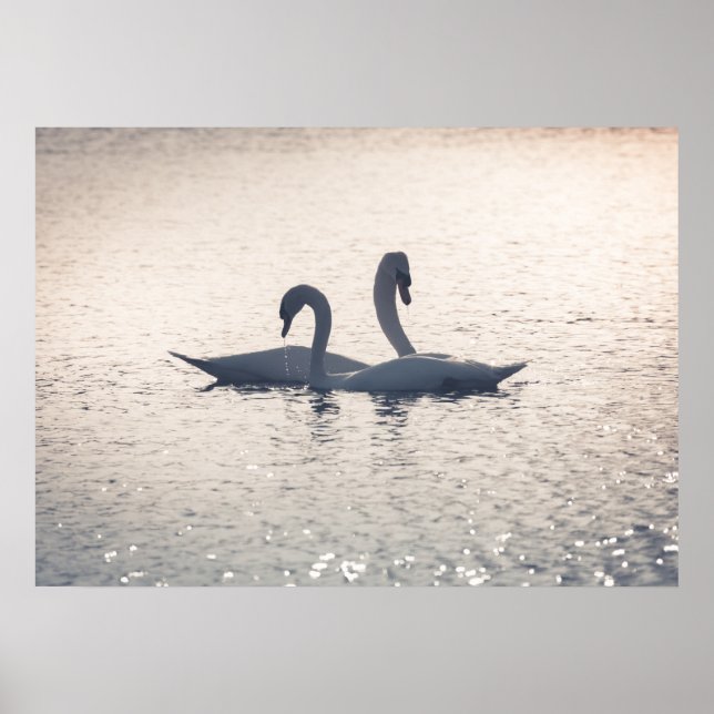 Courting Swans Nature Photo Poster (Vorne)