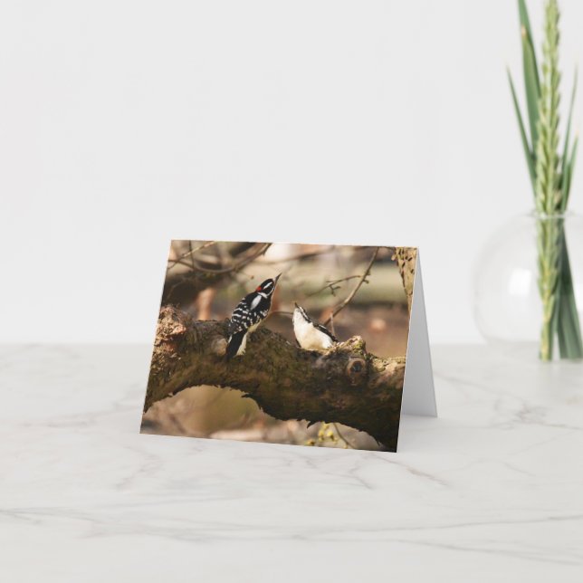 "Courtship" (Downy Woodpeckers) - leere Note Card Dankeskarte (Vorderseite)