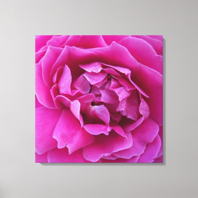 Coveted Rose Stretched Canvas Print Leinwanddruck (Vorderseite)
