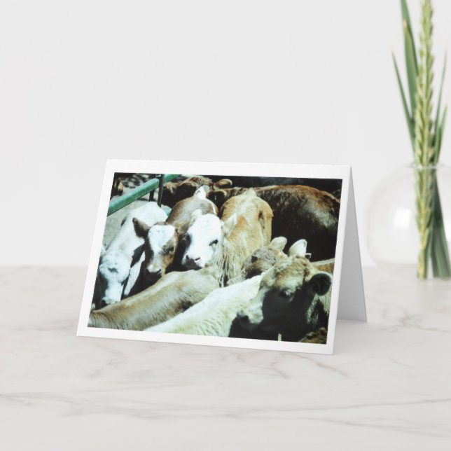 Cow Babies Card Karte (Vorderseite)