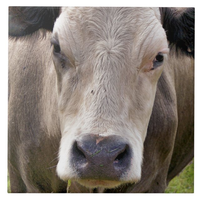 COW FLIESE (Vorderseite)