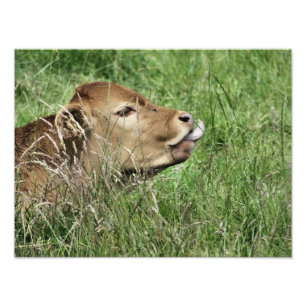 COW FOTODRUCK