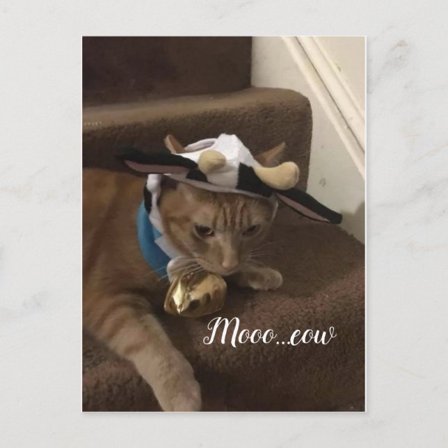 Cow Lancelot Postkarte (Vorderseite)