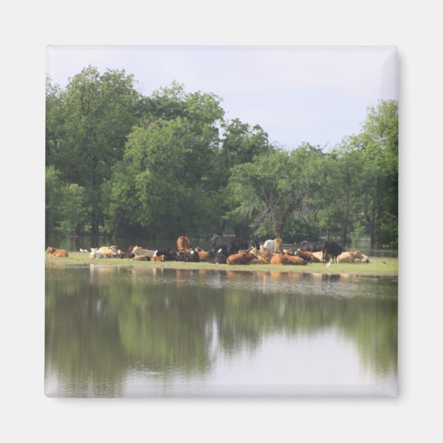 Cow Magnet (Vorne)