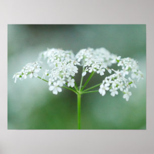 Cow Parsley Blume Poster