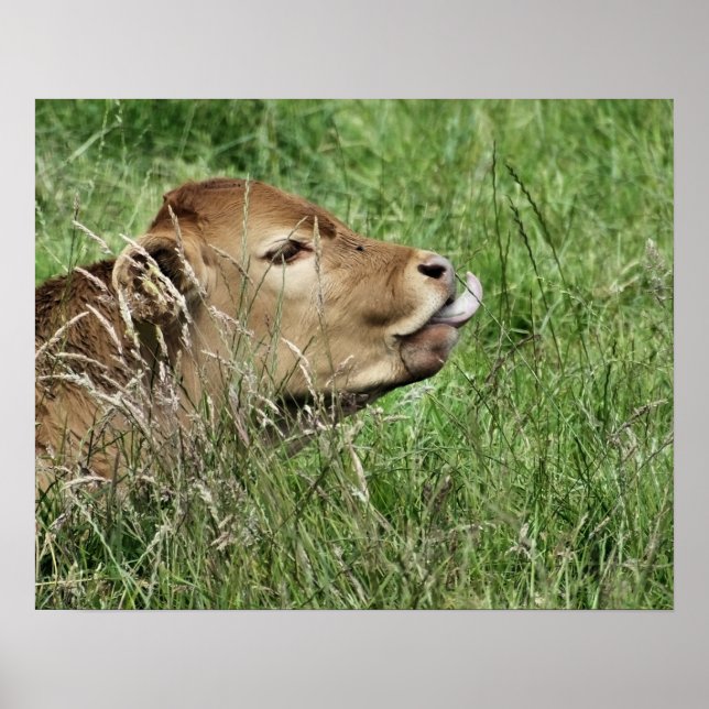 COW POSTER (Vorne)