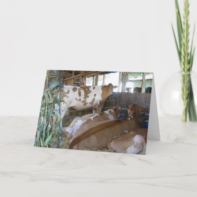 "COW SPASS 50. BIRTHDAY CARD" KARTE (Vorderseite)