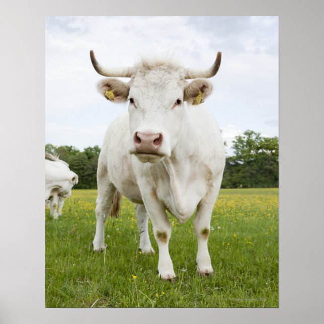 Cow standing in grassy field poster (Vorne)