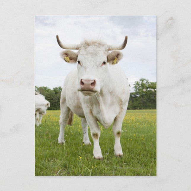 Cow standing in grassy field postkarte (Vorderseite)