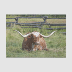 Cow Texas Longhorn Foto Seidenpapier