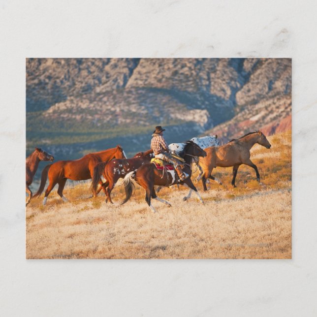 Cowboy als Wildpferd 2 Postkarte (Vorderseite)