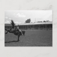 Cowboy auf Rodeo, (B&W)