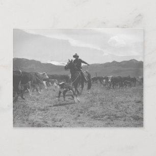 Cowboy beim Lasso eines Kalbes für die Frühjahrsbr Postkarte
