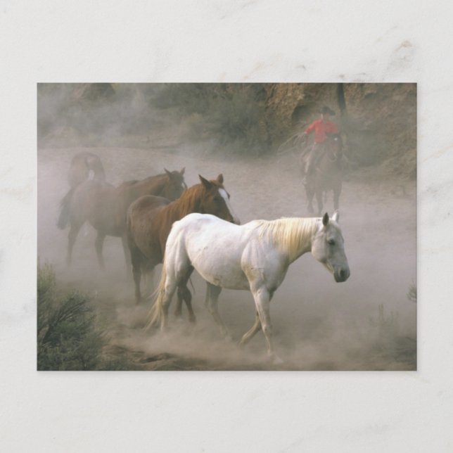 Cowboy Herding Postkarte (Vorderseite)