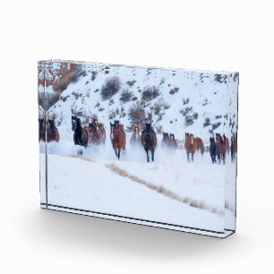 Cowboy Horse Drive   Hideout Ranch Muschel, Wyomin Fotoblock