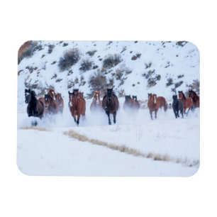 Cowboy Horse Drive   Hideout Ranch Muschel, Wyomin Magnet