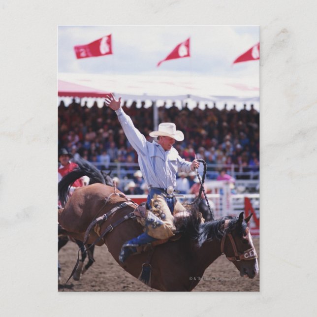 Cowboy in einem Rodeo Postkarte (Vorderseite)