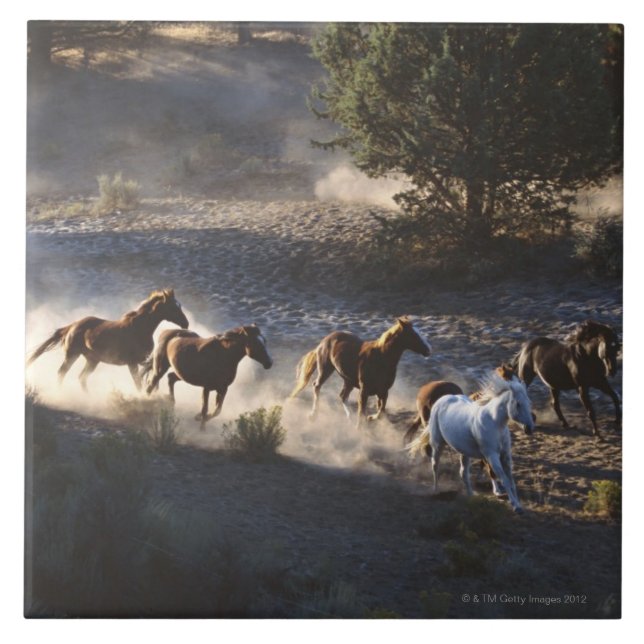 Cowboy mit Herde der Pferde Fliese (Vorderseite)