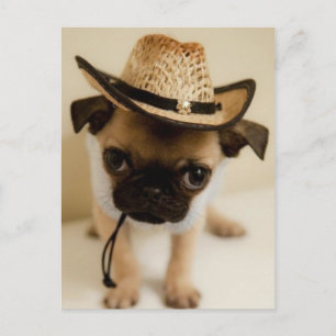 Cowboy-Mops-Welpe Postkarte