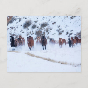 Cowboy-Pferdeführung   Hideout Ranch Shell, Wyomin Postkarte