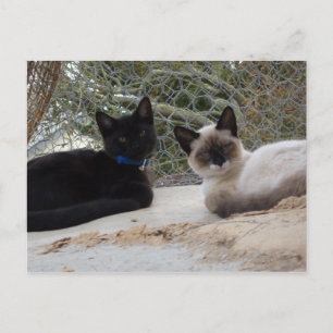 Cowboy & Shiva Postkarte