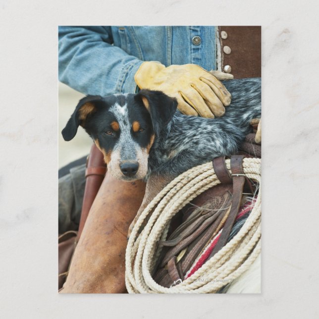 Cowboy und Hund auf Pferd Postkarte (Vorderseite)