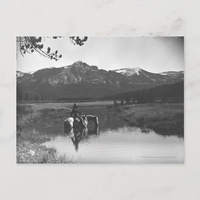 Cowboy und Pferd im Teich Postkarte (Vorderseite)