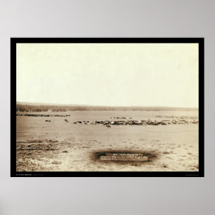 Cowboy-Vieh rundet oben Sd 1891 Poster