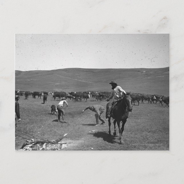 Cowboys Branding Postkarte (Vorderseite)