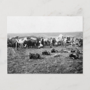 Cowboys Hobbling Pferde: 1906 Postkarte