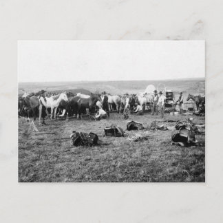 Cowboys Hobbling Pferde: 1906 Postkarte