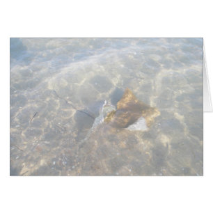 Cownose Stingray OBX Serie