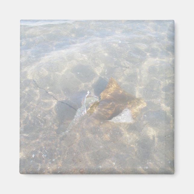 Cownose Stingray OBX Serie Magnet (Vorne)