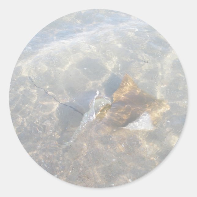 Cownose Stingray OBX Serie Runder Aufkleber (Vorderseite)