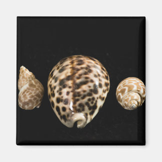 Cowrie Cones 2 Magnet