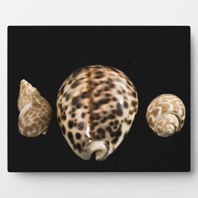 Cowrie Cones 2 Plaque Fotoplatte (Vorderseite)