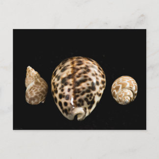 Cowrie Cones 2 Postkarte