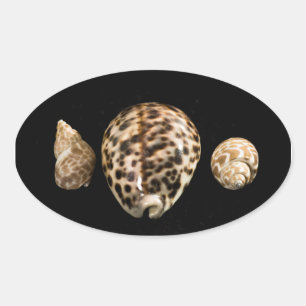 Cowrie Cones 2 Sticker
