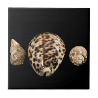 Cowrie Cones 2 Tile Fliese