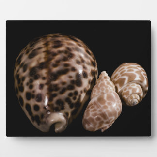 Cowrie Cones Plaque Fotoplatte