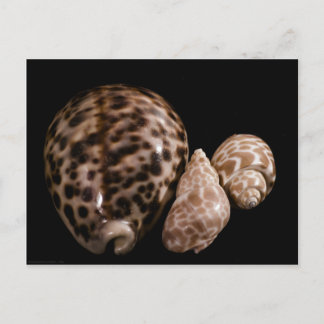 Cowrie Cones Postcard Postkarte