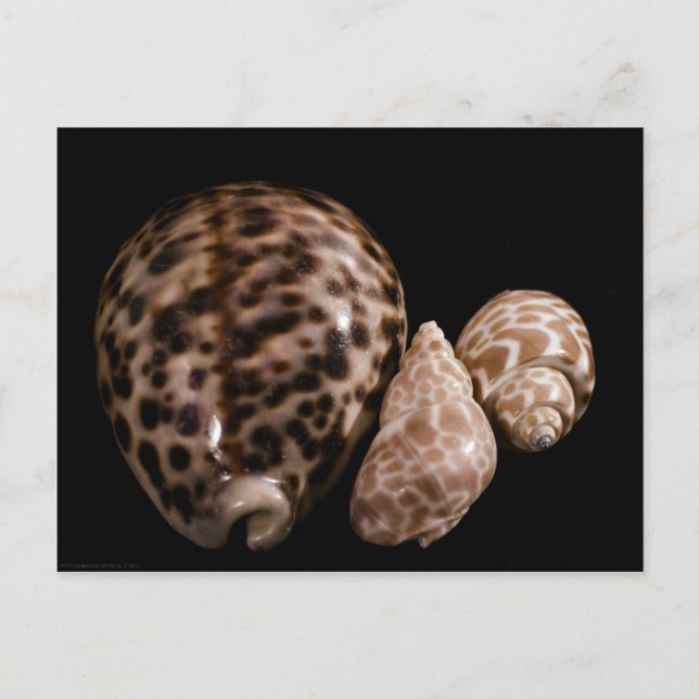 Cowrie Cones Postcard Postkarte (Vorderseite)